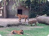 3.Nachwuchs bei den Tigern